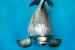 dolphin smiling eye close up portrait detail photo