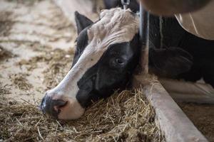 black and white cows inside stable view photo