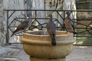 pigeon drinking water in a fountain photo