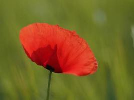 red poppy flower close up photo