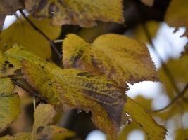 lime tree leaves in autumn season photo