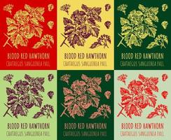 Set of vector drawings of blood red hawthorn in different colors. Hand drawn illustration. Latin name CRATAEGUS SANGUINEA PALL.