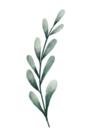 aquarel eucalyptus bladeren png