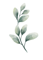 feuilles d'eucalyptus aquarelles png