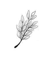 Wreath floral branch in hand drawn style png