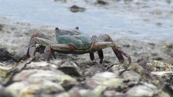 krabbor krypande längs de kustlinje av de hav. tropisk värld av Asien video