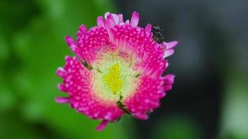 Nahaufnahme, eine schwarze Ameise kriecht auf einer rosafarbenen Asterblüte im Garten