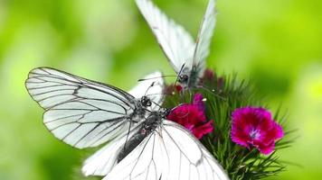 bianca cavolo farfalle compagno su fiori su un' soleggiato estate giorno. riproduzione di farfalle video