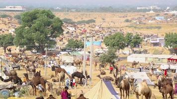 PUSHKAR, INDIA NOVEMBER 20, 2012 - Famous indian camels trade Pushkar mela camel fair festival in field. Pushkar, Rajasthan, India video