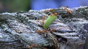 las hormigas pelirrojas atacaron a la oruga verde. las hormigas atacan y muerden una oruga en un árbol. el mundo de los insectos en la naturaleza video