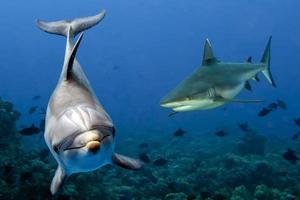 tiburón gris y delfín bajo el agua foto