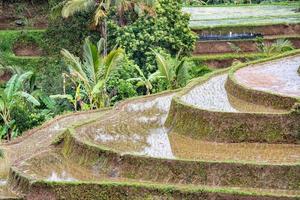 terrace rice field in bali indonesia view panorama photo