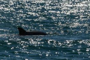 Dolphin silhouette while jumping in the sea at sunset photo