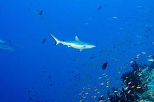 Grey shark ready to attack underwater photo