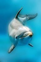 dolphin smiling eye close up portrait detail photo