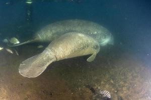florida manatee close up portrait in crystal river mother and baby photo