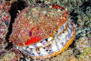 giant colorful clam underwater in maldives photo