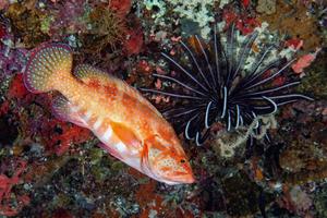 colorful grouper isolated on hard coral photo