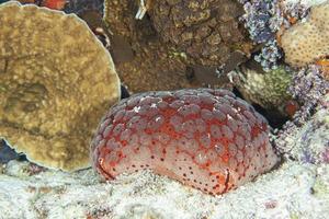 Cushion sea star macro detail while diving maldives photo