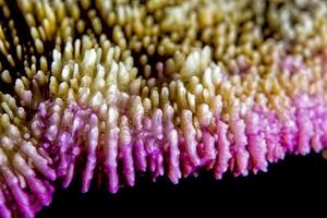 hard coral macro photo