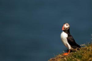 Puffin portrait on the blue sea background photo