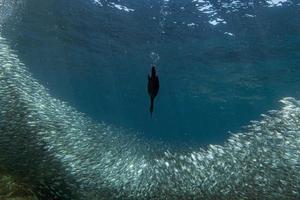 cormorán mientras pesca bajo el agua en una bola de cebo foto