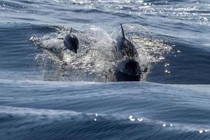 striped dolphins jumping outside the sea mother and calf photo