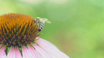 macro close-up de abelha coletando pólen de linda flor de echinacea purpurea video