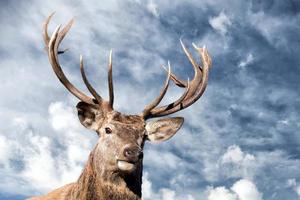 male red Deer portrait looking at you photo