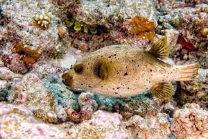 Puffer fish black white spotted close up photo