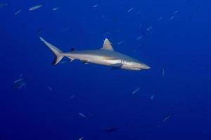 tiburón gris listo para atacar bajo el agua en el azul foto