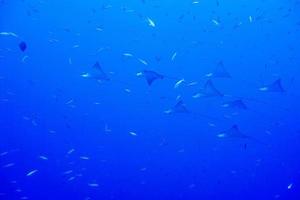 manta raya águila mientras bucea en maldivas foto