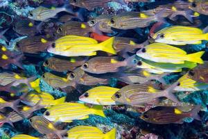 colorful sweet lips fish ln Maldives photo