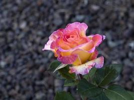 flor de rosa rara en especies de jardín de cultivo foto