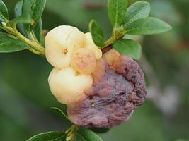 Wild Rhododendron mountain flower fruit photo