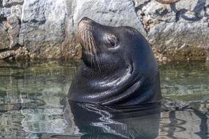 sea lion in cabo san lucas harbor baja california sur mexico photo