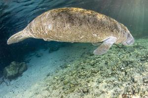 florida manatee close up portrait in crystal river photo