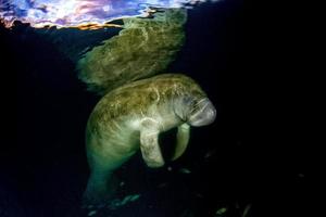 florida manatee close up portrait photo