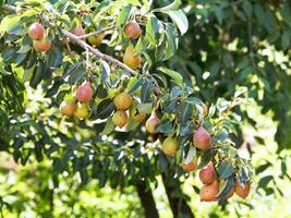 branch with ripe pear fruits on tree in garden photo