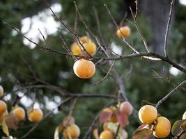 persimmon fruit tree and leaves in autumn photo