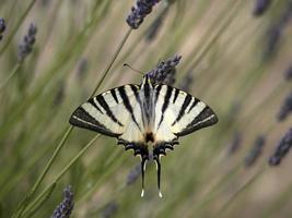 Macaon colorful butterfly on lavander photo