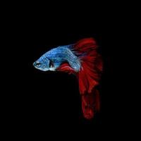 Capture the moving moment of red-blue siamese fighting fish photo