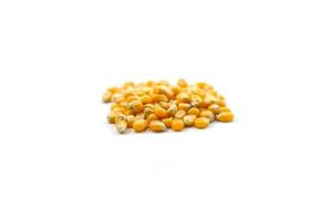 Mushroom corn kernel type used to make popcorn photo