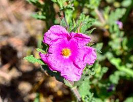 Cistus creticus Flower photo