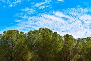 paisaje de bosque de pinos foto