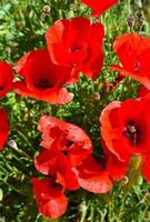 Papaver rhoeas Common poppy photo