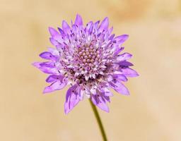 scabiosa atropurpurea flor morada foto