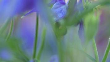 flores de verano en el jardín o campo. el abejorro recoge el polen de néctar de las flores. concepto de naturaleza de verano video