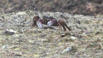 dichtbij omhoog van een krab Aan een steen Bij de kust voeden. in de achtergrond spatten van de golven video