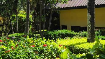 camminare attraverso il tropicale giardino. soleggiato estate giorno nel un' verde parco video